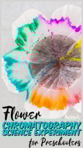 Looking for a fun spring science experiment, a flower activity for preschoolers, or a summer science project to add to your summer bucket list? This pretty flower chromatography is such a simple flower experiment that will engage toddler, preschool, pre-k, kindergarten, first grade, and 2nd graders too.