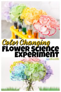 color changing flowers