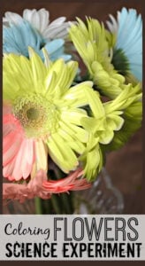 food coloring flower experiment worksheet