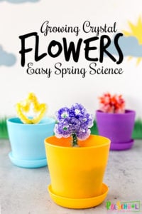 Spring is a great time to dive into this beautiful and fun spring science project! This flower science experiment is an flower craft, flower activity, and flower science all mixed into one amazing Flower STEM activity! This flower activity for preschool, pre-k, kindergarten, and first grade allows children to make and grow their own flower crystals. This is a fun spring activity for kids!