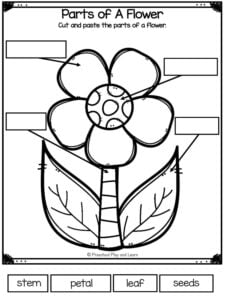 Parts of a flower worksheet