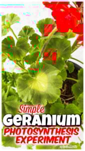 geranium plant Photosynthesis Experiment