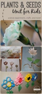 plant activities for preschoolers