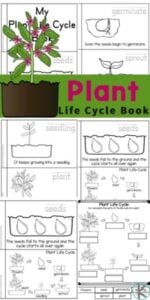 plant life cycle printables