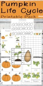 pumpkin life cycle worksheets