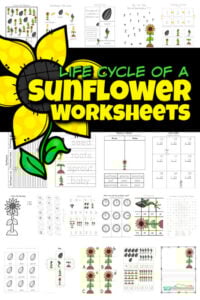 sunflower worksheets