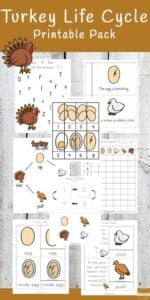 turkey life cycle worksheets